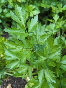 Also always growing here at the farm is parsley. This will find its way into my morning green juice. Parsley is rich in vitamins K, C, and other antioxidants. It has a bright, herbaceous, and slightly bitter taste.