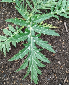 Artichoke plant leaves are silvery-green in color with long, arching shapes. The plant stems are thick and fleshy.