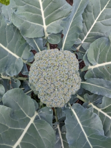 The broccoli is still small, but developing so perfectly. Broccoli is a hardy vegetable of the cabbage family that is high in vitamins A and D. And, according to the National Agricultural Statistics Service, USDA, the average American eats more than four-pounds of broccoli a year.