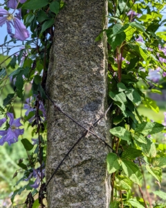 Copper wire is wrapped around each post, so the climbing tendrils of the clematis vines could attach easily. The uprights for this pergola are antique granite posts from China originally used as grape supports. They’re perfect as posts because they don’t rot over time like wood does. A friend of mine acquired a lot of stone from this valley and I purchased a couple hundred of these posts. I only wish I had bought more of them.
