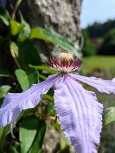 Some of the flowers are very light colored with interesting centers.