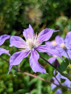 Most species are called clematis, but it has also been called traveller’s joy, virgin’s bower, leather flower, or vase vine. It’s also been called “Old Man’s Beard,” because of the long fluffy seed heads that look similar to an old man’s beard.