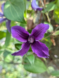 Some of the clematis varieties grown here include ‘Parisienne,’ ‘Blue Angel,’ ‘Jackmanii,’ 'Sapphire Indigo,' 'Arabella,' 'Contessa de Bouchard,' and ‘Eyers Gift.’