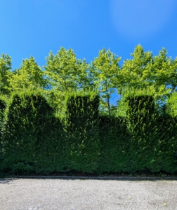 This tall hornbeam hedge grows along one side of the parking lot directly in front of my main greenhouse. It is quite pretty here but serves primarily as a privacy hedge and noise barrier from the road. Carpinus betulus is a hornbeam native to Western Asia and central, eastern and southern Europe, including southern England.