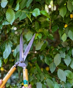 My resident tree expert, Pasang Sherpa, prunes the front of the hedges first. The shears allow the crew to sculpt and groom as well as prune the foliage. I like to use a traditional English style of pruning, which includes a lot of straight, clean edges. A well-manicured hedge can be stunning in any garden but left unchecked, it could look unruly.