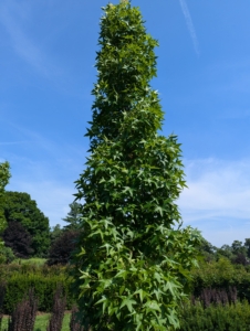 I also planted several Liquidambar styraciflua ‘Slender Silhouette’ trees, American sweetgums. As these trees mature, they will maintain their erect, columnar form, growing up to 50 feet tall and only about four-feet wide.