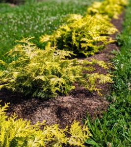 Paul’s Gold threadleaf false cypress, Chamaecyparis pisifera, has year-round golden green foliage. It adds nice contrasting color to all the green perennials.