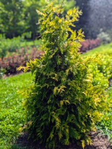 This is an Ember Waves Western Arborvitae – a colorful evergreen with yellow new growth that contrasts so beautifully with the maturing chartreuse to bright green foliage.