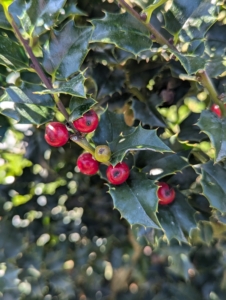 Red Beauty holly has bright red berries combined with glossy, dark green foliage. Many varieties of holly, Ilex, have compact habits and glistening leaves that’s excellent for hedges, borders, and yes, mazes.