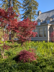 I also have a variety of Japanese maples in this garden that add superlative color and texture.