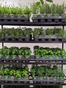 Guests were given herbs from Bonnie Plants to take home along with a copy of MARTHA STEWART'S GARDENING HANDBOOK.