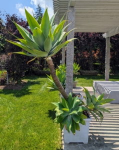 Under the pergola, another potted agave, which will also thrive in full sun.