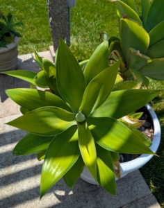 This evergreen succulent perennial produces a beautiful rosette of silvery-green leaves without teeth or spines.