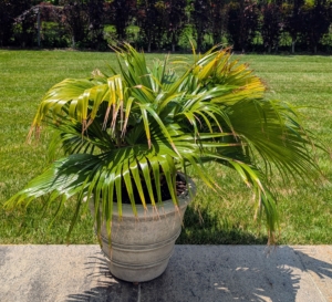 The Mexican Fan Palm is native to Mexico, but has naturalized in several states including Florida, California, Hawaii, and Texas. It's a beautiful palm tree with shiny, deep green fronds.