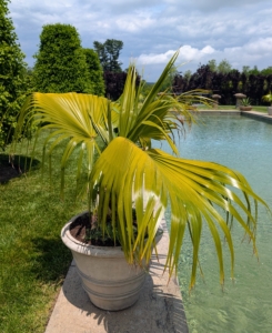 These Mexican fan palms prefer full sun to partial shade – they will do well pool side also until they are brought back into their designated hoop house in the fall.
