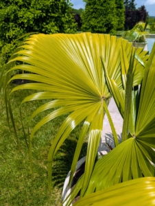 Mexican fan palms have large, three to five foot wide fronds that are palmate, meaning shaped like fans.