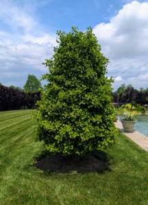 The term “obelisk” refers to the tall, four-sided, narrow tapering which ends in a pyramid shape at the top. They're doing so well here and are showing lots of lush green growth.