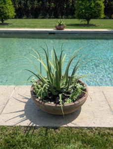 Mixed in are some potted agaves. I always take out many of my tropical plants and display them in beautiful ornamental urns around the farm during summer.