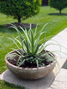 This is one of several potted Agave bracteosa, or Squid Agaves. Agave plants have rosettes of fleshy leaves, some soft and smooth, while others have sharp spines.