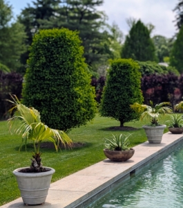 The trees sit feet away from the pool - just enough to fill in the lawn space nicely. Ginkgo Goldspire™ is a highly ornamental, non-fruiting male tree originating in Italy. It has a very upright, tight fastigiate habit, and the foliage tends to be smaller than other species.