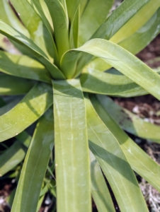 Agave leaves are filled with gel allowing the plant to survive in extreme dry conditions for a period of time.