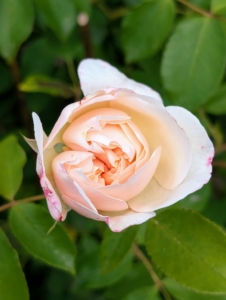 Hybrid tea roses, also called large-flowered roses, usually have only one flower per stem and tend to flower in three flushes from summer to late autumn. Floribundas or cluster-flowered roses have many flowers per stem and tend to repeat-flower continuously from summer to late autumn.