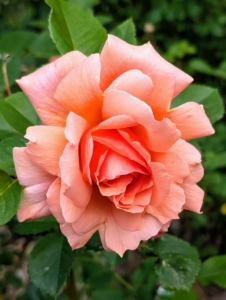 I planted a variety of floribunda roses, hybrid tea roses, and shrub roses.