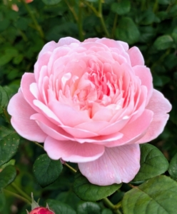 Right now there are gorgeous, fragrant blooms, some as big as one’s hand.