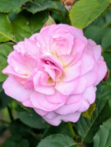 This garden includes a variety of different colors from dark pink to apricot to lavender, yellow, and creamy white.