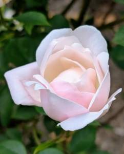 A rose is a woody perennial flowering plant of the genus Rosa, in the family Rosaceae. There are more than a hundred species and thousands of cultivars.