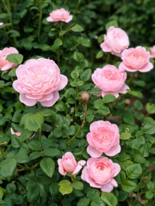 All of these roses came from rosarian Danielle Dall’Armi Hahn, the owner of Rose Story Farm in Carpinteria, California and author of “The Color of Roses,” published by Ten Speed Press.