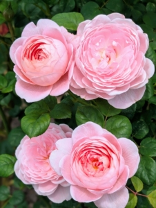 When watering roses, give them the equivalent to one-inch of rainfall per week during the growing season.