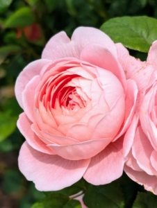 Garden roses are mostly grown as ornamental plants. They are among the most popular and widely cultivated groups of flowering plants, especially in temperate climates.