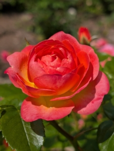 When selecting a location, plant roses in a sunny spot where they can get at least six hours of sun and good drainage.