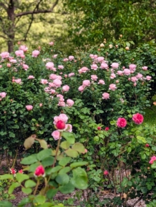 Rose roots grow deep, so also be sure there is adequate room for the roots to spread.