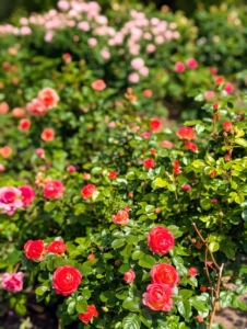 These are strong disease resistant varieties. Many roses are bred and selected to resist the most common rose problems.