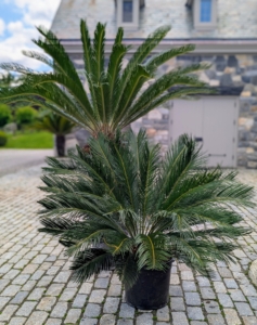 Although sago palms are slow growing, mine have grown quite a bit in the last five to six years. These two will be repotted into larger, more accommodating vessels.