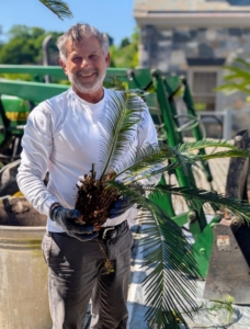 Here's Fernando holding one of the 40 sago palm pups. Fernando has worked with me for more than 35 years. He's learned quite a lot over that time, right Fernando?