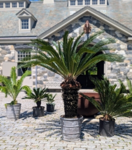 I have many, many cycads. The sago palm, Cycas revoluta, is a popular houseplant known for its feathery foliage and ease of care. Native to the southern islands of Japan, the sago palm goes by several common names, including Japanese palm, funeral palm, king sago or just plain sago palm.