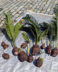 Mature sago palms, both the male and female varieties, produce pups around their trunks. The pups can be used to grow new sago palm plants. These pups were carefully chiseled off the mother tree and will be repotted.