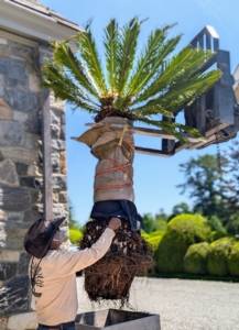 The sago palm trunk is wrapped carefully and securely with moving blankets and rope and carefully lifted out of the old pot and above the new. Fernando controls the forklift of the Hi-Lo while Pete maneuvers the sago over the pot.