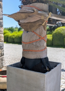 The sago is then lowered into its new pot at place at the proper height.