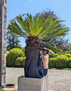Pete looks from all sides to make sure the sago palm is straight, making adjustments if needed. Once everything is in place, the moving blankets are removed carefully. Everything is intact.