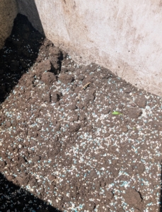 Fernando mixes a generous amount of Miracle Gro fertilizer into the bottom soil. More will be sprinkled on top after the sago palm is potted up.