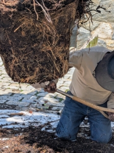 Next, Pete uses the edge of a shovel to make intentional cuts in the root ball. This is called scarifying. This stimulates root growth and allows for good circulation.