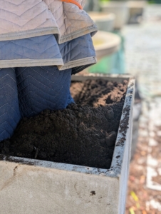 Pete and Fernando fill the rest of the pot with soil until it is secure - just under the top rim of the container, so when watered, soil does not flow out. Pete also tamps down on the soil to ensure good contact with the plant.