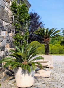 Although they’re tropicals that can take full sun, sago palms need part shade to prevent their leaves from burning. This courtyard is shady in the afternoon.