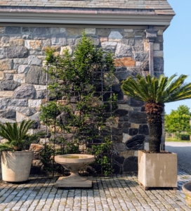 When watering, water so the top inch of soil is moist (check it with your fingertip if you need to) and let it dry out between waterings about once a week.