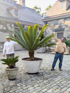 Here's Fernando and Pete after a day of repotting. These sago palms will be very happy here outside my stable.