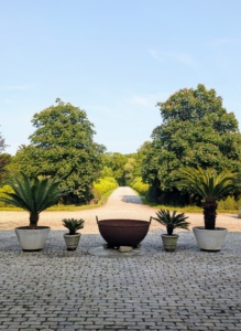 Displaying potted plants around the home during summer is a great way for one to enjoy these interesting specimens during the season.